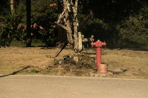Red Fire Hydrant Beside Tree on Roadside Stock Photos