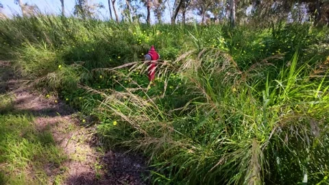 Red fire hydrant hidden in overgrown rural park Stock Footage 304686681