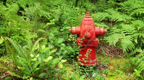 Red Fire Hydrant in Nature, 4K Stock-Footage 43904765