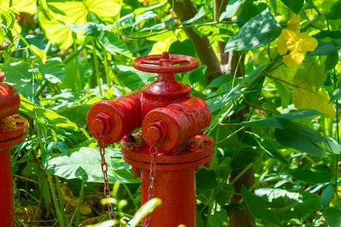 Red fire hydrant providing emergency water in park Stock Photos