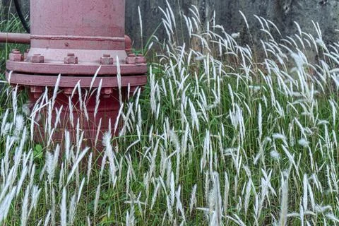 Red fire hydrant is surrounded by tall grass Stock Photos