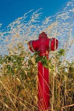 Red fire hydrant surrounded by tall grass under a clear blue sky in the aft.. Stock Photos