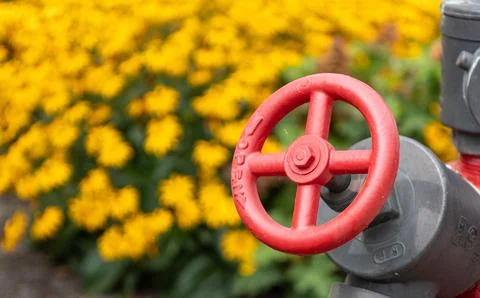 Red fire hydrant valve wheel with yellow flowers in background Stock Photos