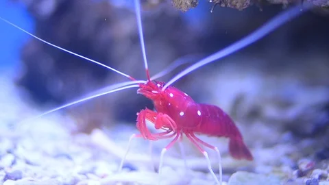 Red fire shrimp close view 動画素材 94953974