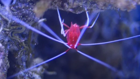 Red fire shrimp front view closeup Stock Footage 94849594