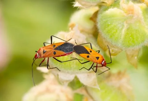 Red firebug breeding Stock Photos