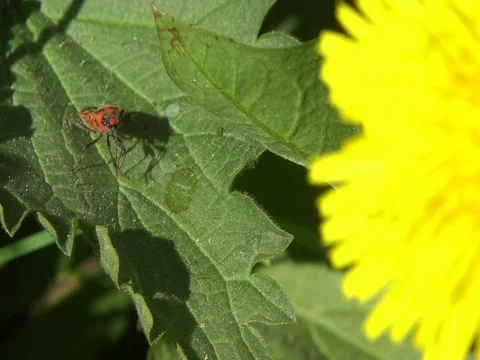 Red firebug on the green leave Stock Footage 76508272