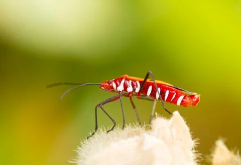 Red firebug on natural background Stock Photos