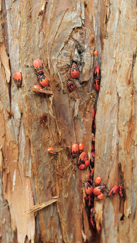 Red firebugs crawl on tree bark in close up.  Stock Footage 340856561