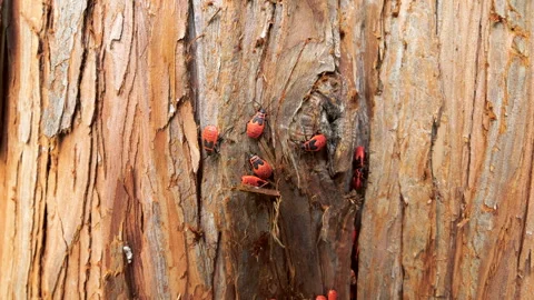 Red firebugs crawl on tree bark in close up.  Stock Footage 340856872