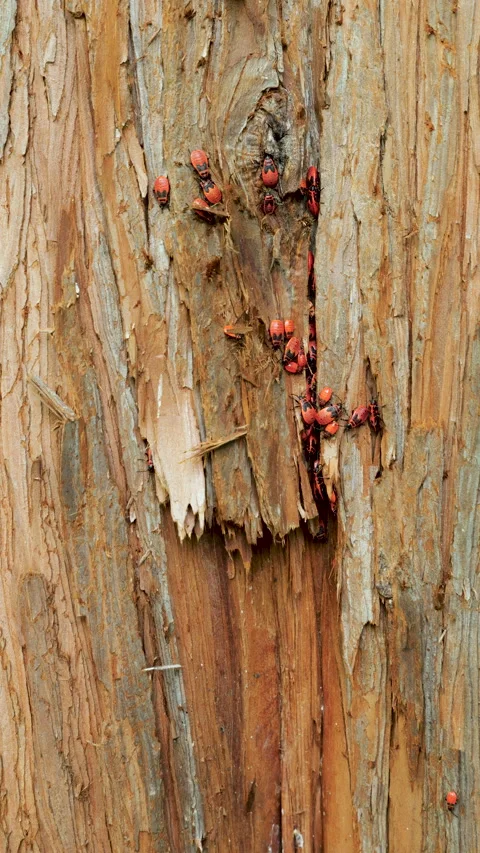 Red firebugs crawl on tree bark in close up.  Stock Footage 340856950