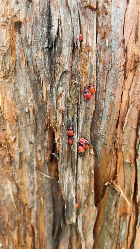 Red firebugs crawl on tree bark in close up.  Video stock 344181867
