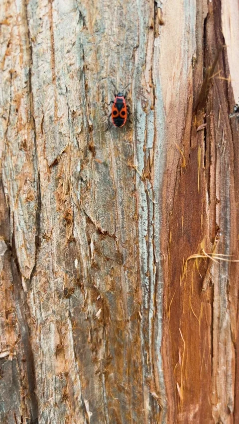 Red firebugs crawl on tree bark in close up.  스톡 동영상 344183040