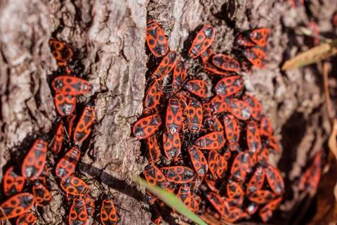Red firebugs, Pyrrhocoris apterus a common insect. Stock Photos