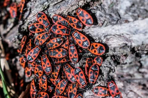 Red firebugs, Pyrrhocoris apterus a common insect. Stock Photos