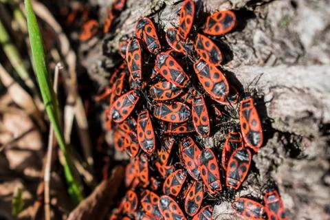 Red firebugs, Pyrrhocoris apterus a common insect. Stock Photos
