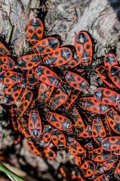 Red firebugs, Pyrrhocoris apterus a common insect. Stock Photos