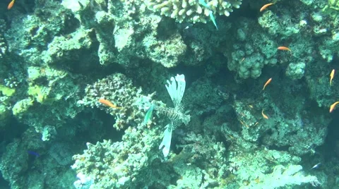 Red firefish 02 dahab Stock Footage 42569427