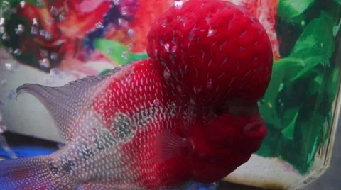 Red fish, in the aquarium Vídeo Stock 50589606