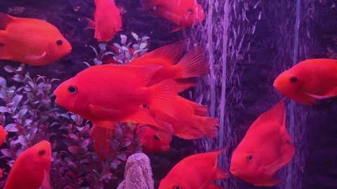 Red fish in the aquarium Stock Footage 100906267