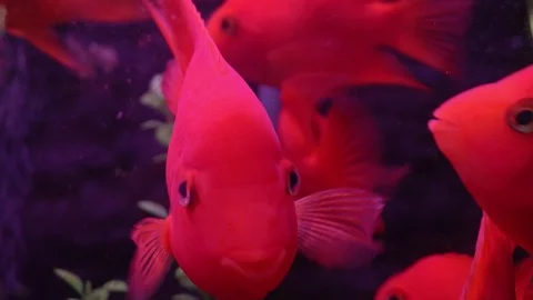 Red fish in the aquarium Video stock 100907064