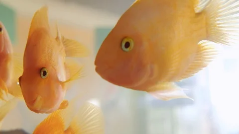 Red Fish in the Aquarium Video stock 128805147