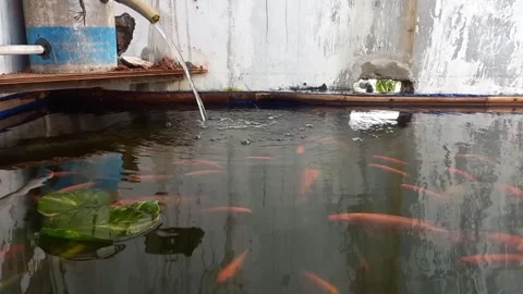 Red fish in artificial pond Stock Footage 241559906