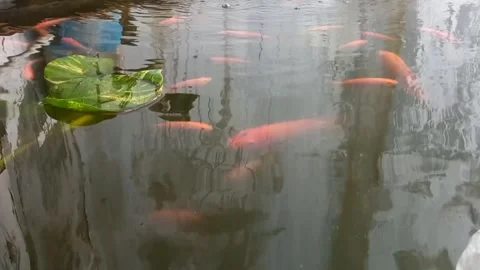 Red fish in artificial ponds Stock Footage 241559711