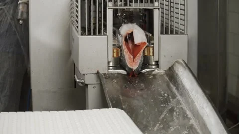 Red fish being cut into two halves at a fish factory 库存影片 253542284