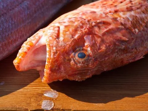 Red fish on board 库存照片