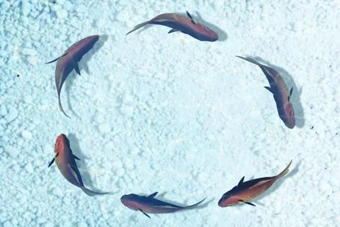 Red fish business Illustration