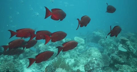 Red Fish close up underwater Stock Footage 303205252