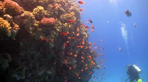 Red fish on coral reef, Red sea Stock Footage 7767243