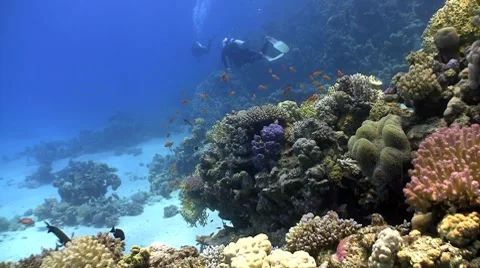 Red fish on coral reef, Red sea Stock Footage 7900091