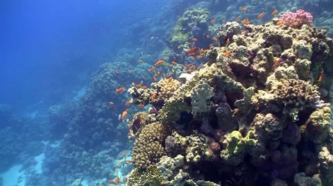 Red fish on coral reef, Red sea Stock Footage 7900188