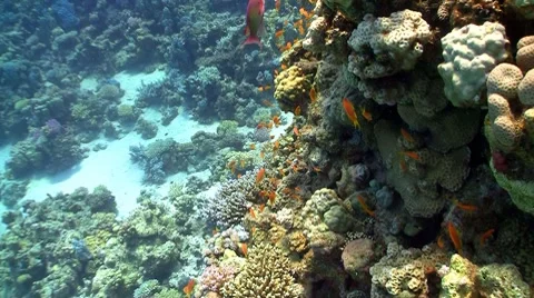 Red fish on coral reef, Red sea Stock Footage 7900237
