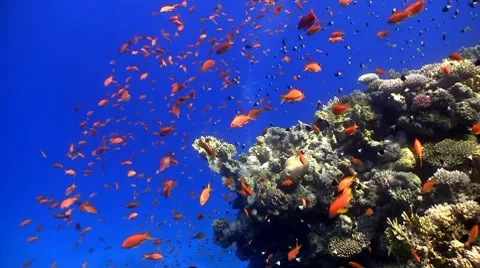 Red fish on coral reef, Red sea Stock Footage 7902859