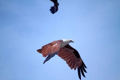 Red Fish Eagle Is Being Chased Stock Photos