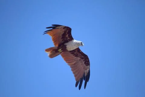 Red Fish Eagle In Flight Foto stock