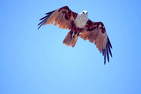 Red Fish Eagle In Flight Stock Photos