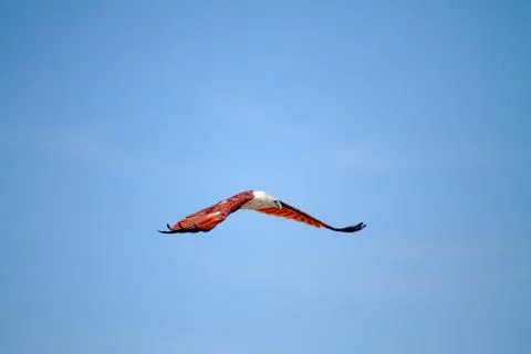 Red Fish Eagle In Flight 库存照片