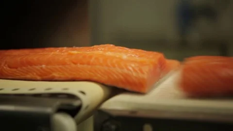 Red fish factory Stock Footage 80025567