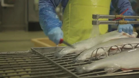Red fish factory Stock Footage 80773258