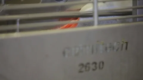 Red fish factory Stock Footage 80773293
