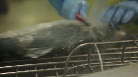 Red fish factory Stock Footage 80773330
