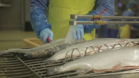 Red fish factory Stock Footage 80773357