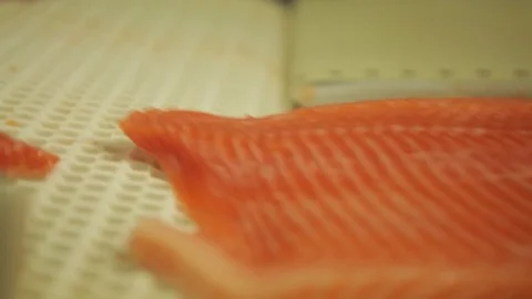 Red fish factory Stock Footage 80773423
