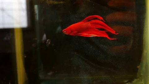 Red fish fight underwater Stock Footage 79792193