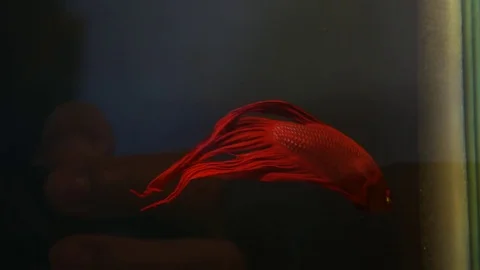 Red fish fight underwater Stock Footage 79797068