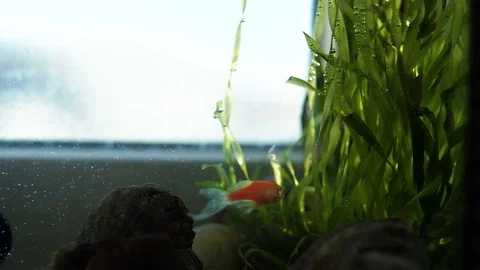 Red fish floating in an aquarium Video stock 84553910